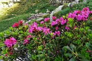 20 Rododendro rosso (Rhododendron ferrugineum)